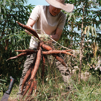 Sea Salt Cassava Chips