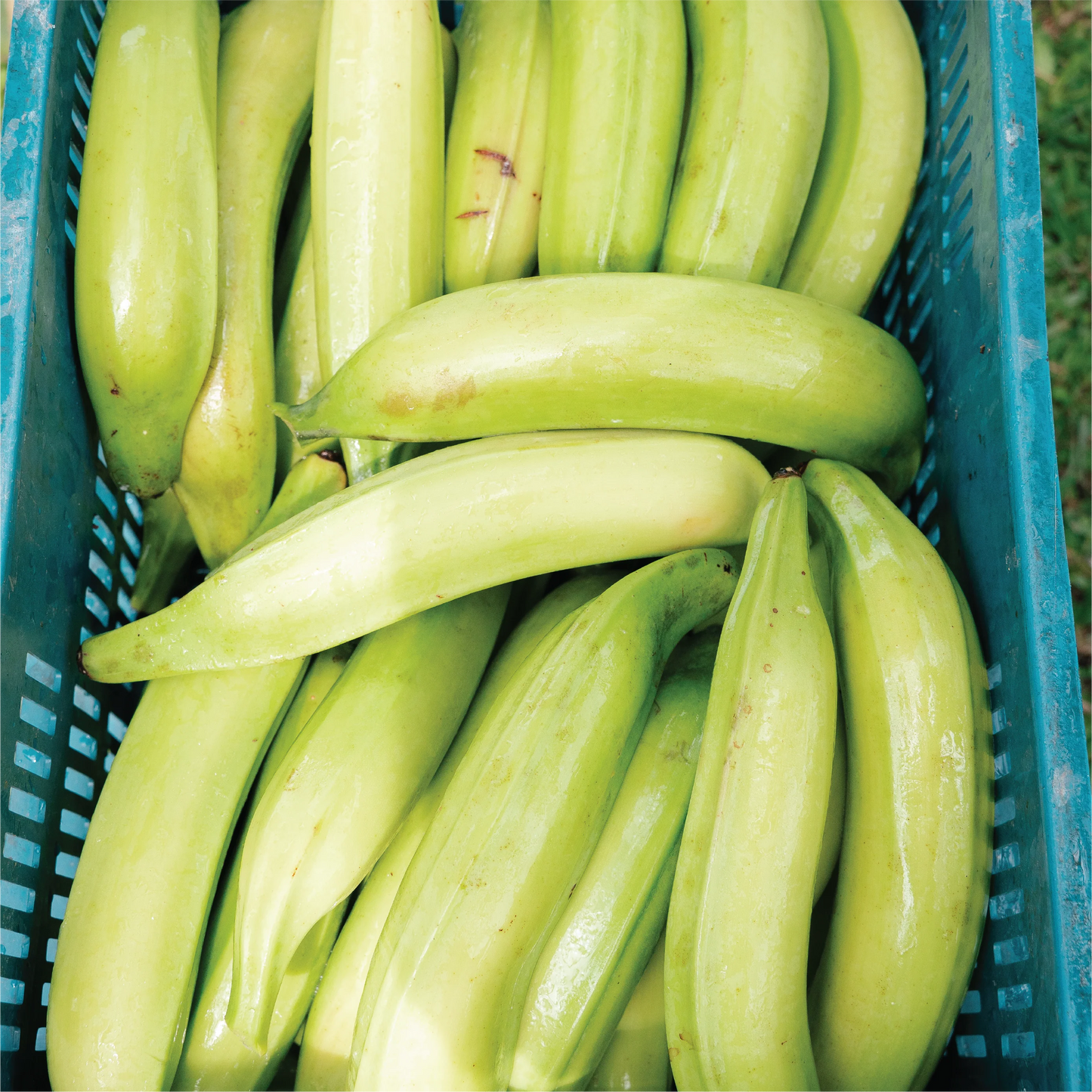 Sweet Plantain Chips